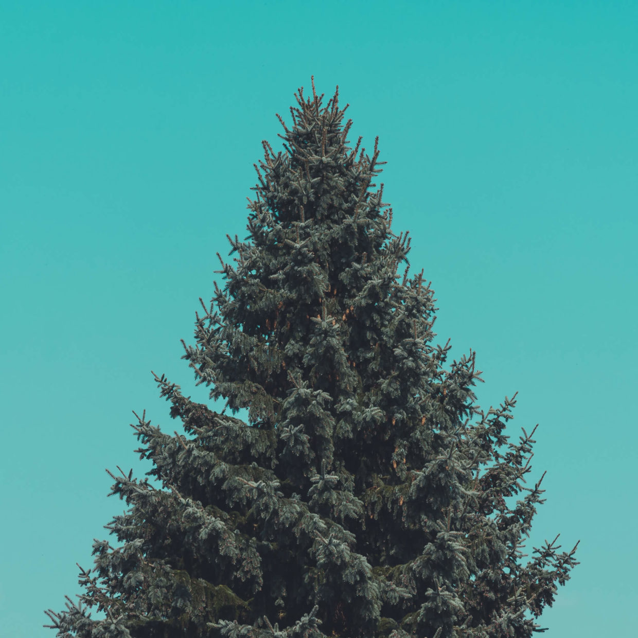 manuel-will-phwf-l5cvxq-unsplash-scaled