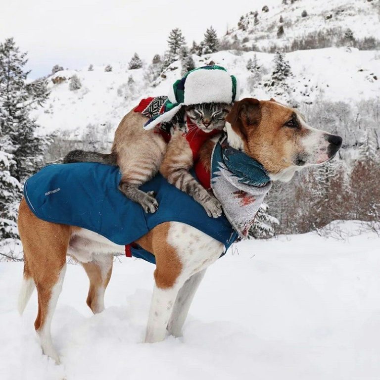 завантаження (62